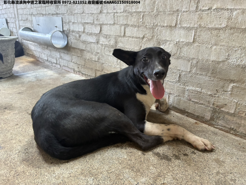領養中型黑白色母犬