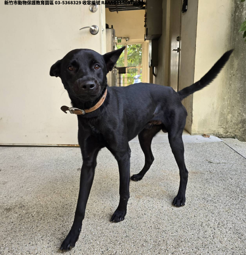 領養大型黑色公犬