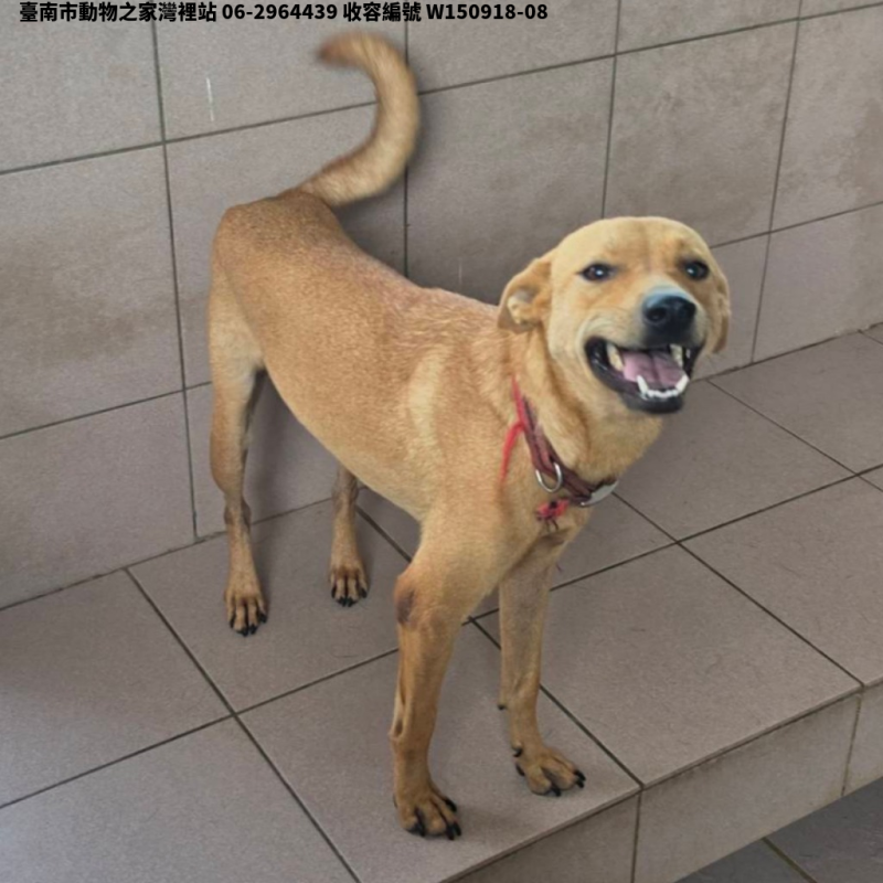 領養中型黃色母犬