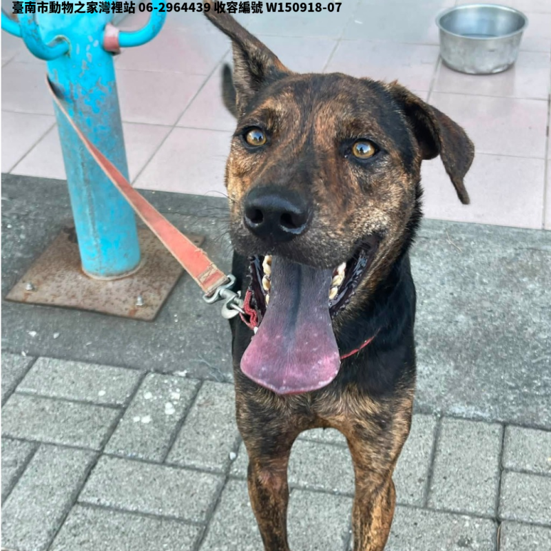 領養中型黑黃色公犬
