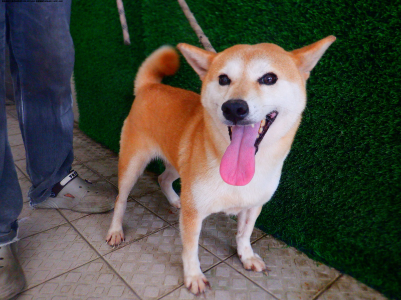 領養中型黃色母犬