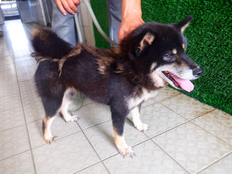 領養中型黑色母犬