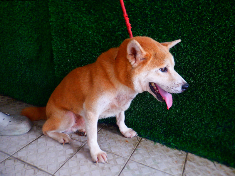 領養中型黃色公犬