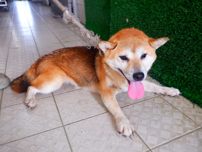 領養中型黃色母犬