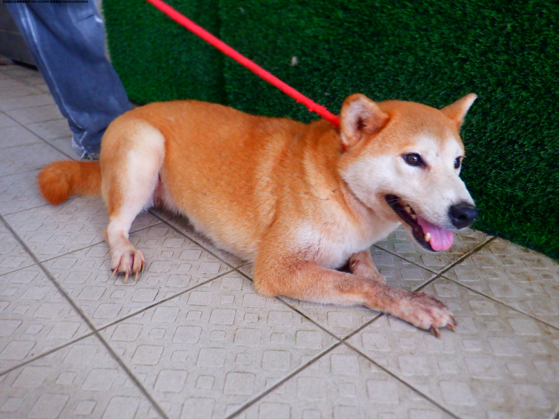 領養中型黃色母犬