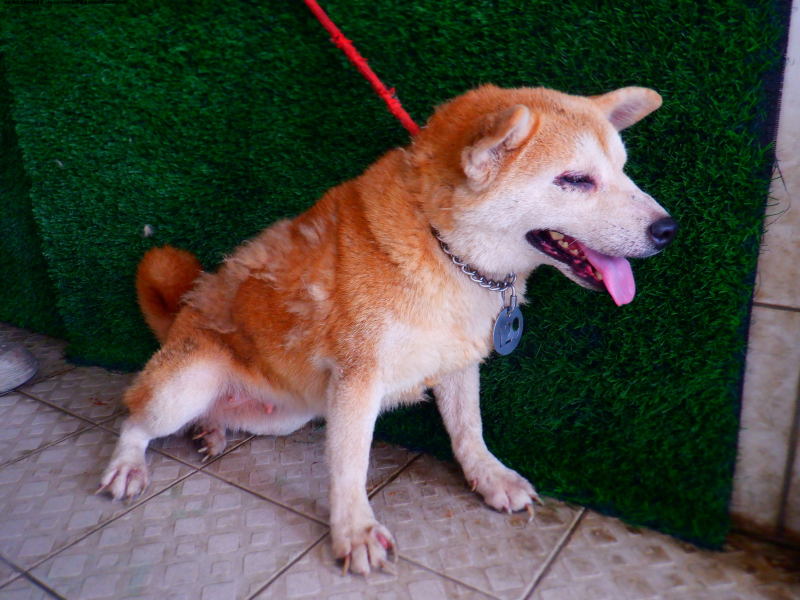 領養中型黃色母犬