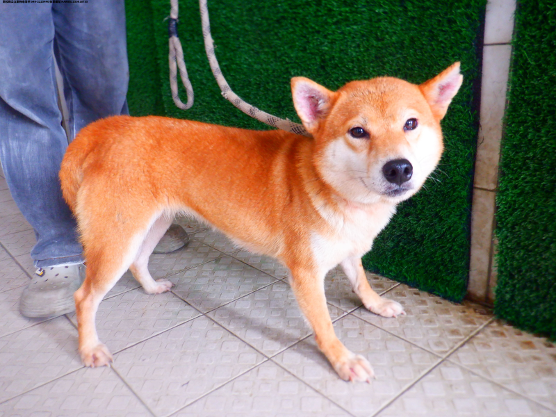 領養中型黃色母犬