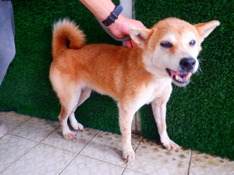 領養中型黑色母犬