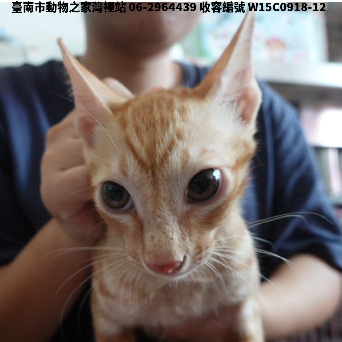 領養中型黃白色公貓