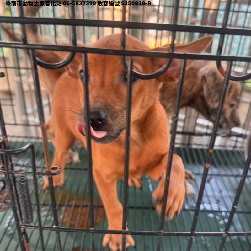 領養小型虎斑色母犬