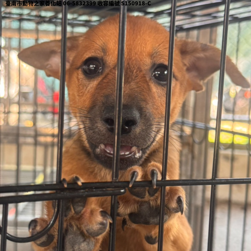 領養小型棕色母犬