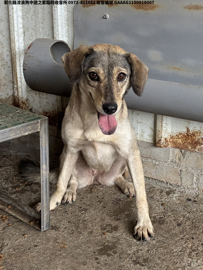 領養中型棕白色母犬
