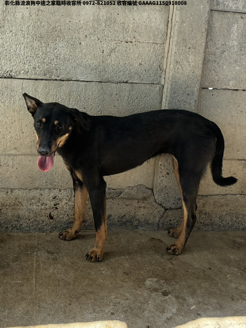 領養中型黑色公犬