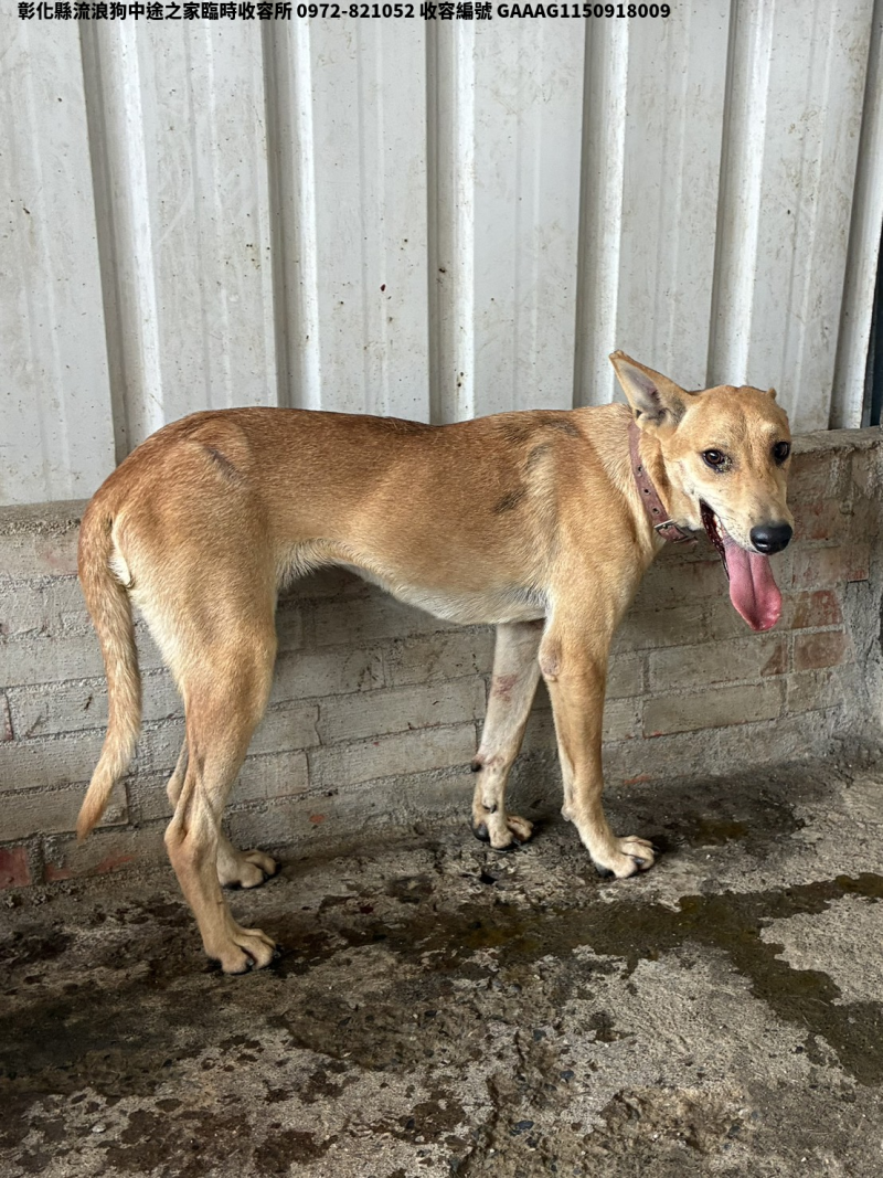 領養中型黃色公犬