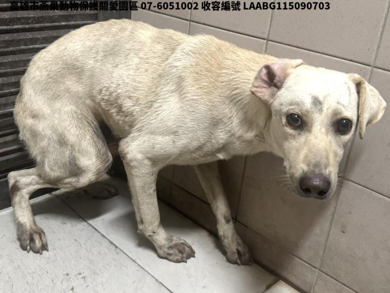 領養大型白色母犬