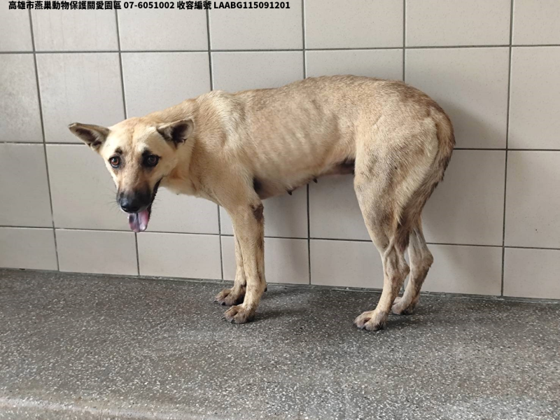 領養中型黃色母犬