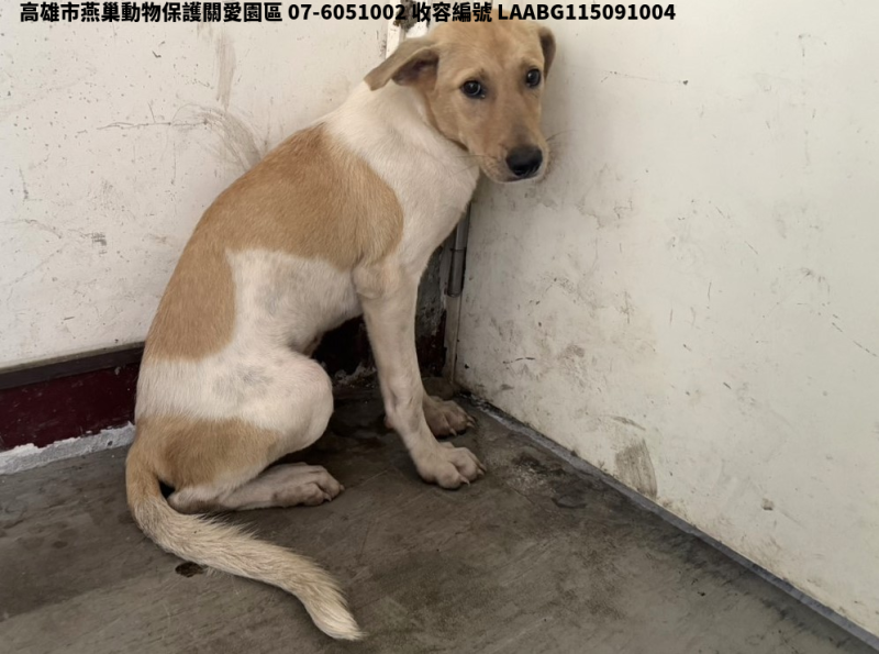 領養大型花色母犬