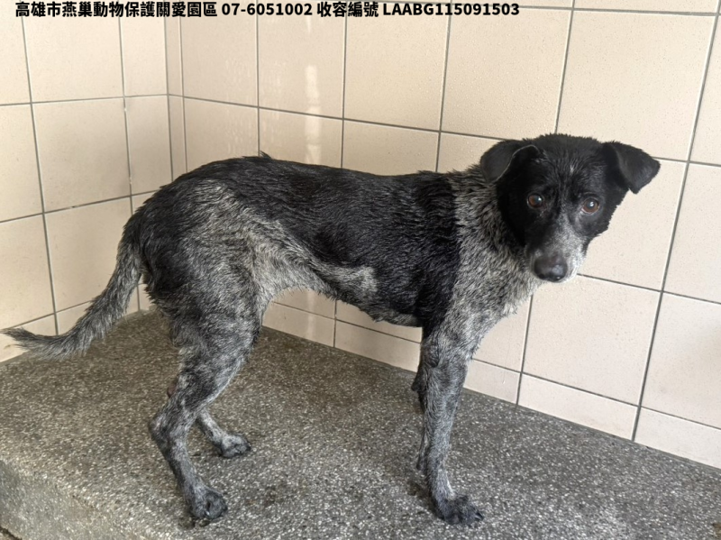 領養大型花色母犬
