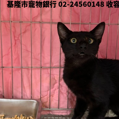 領養中型黑色公貓