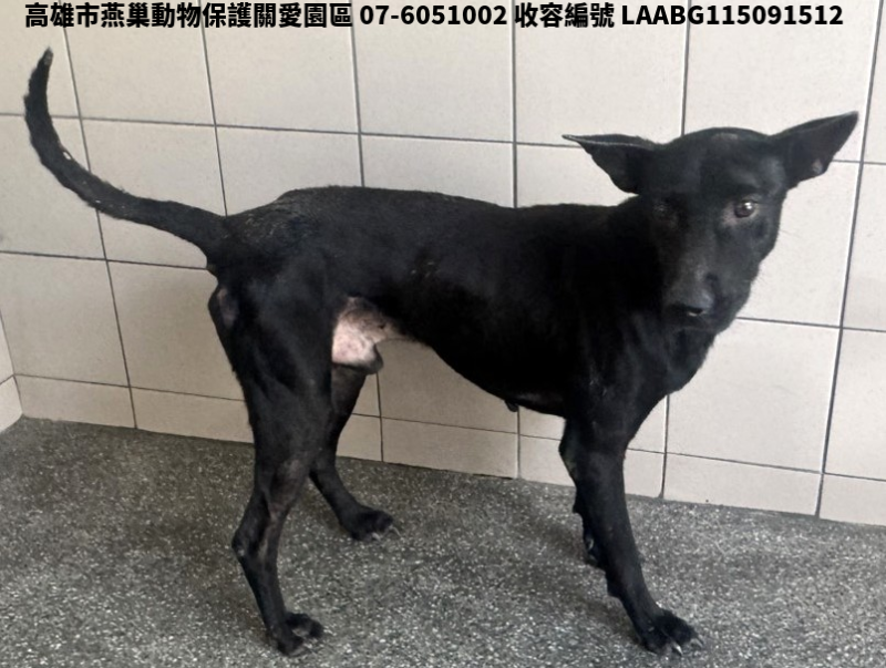 領養大型黑色公犬