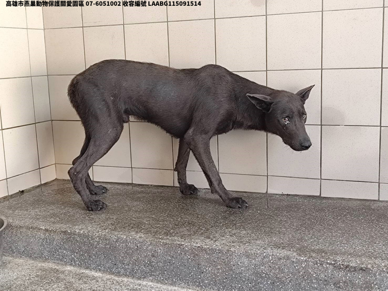 領養大型黑色公犬
