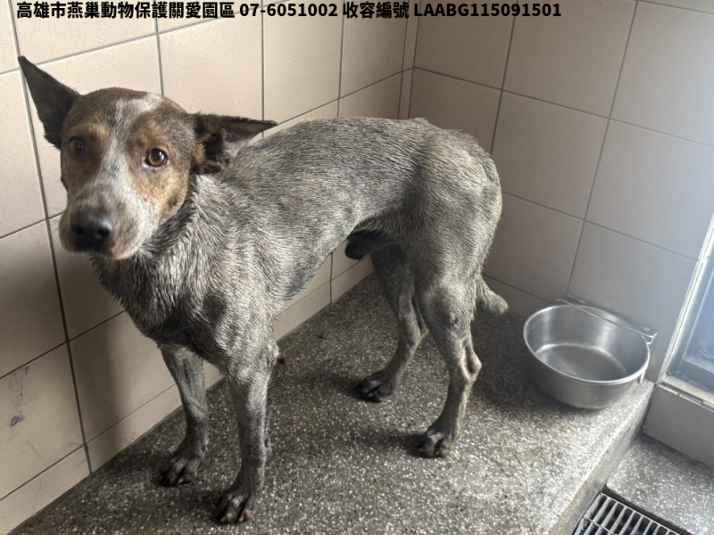 領養大型白色公犬