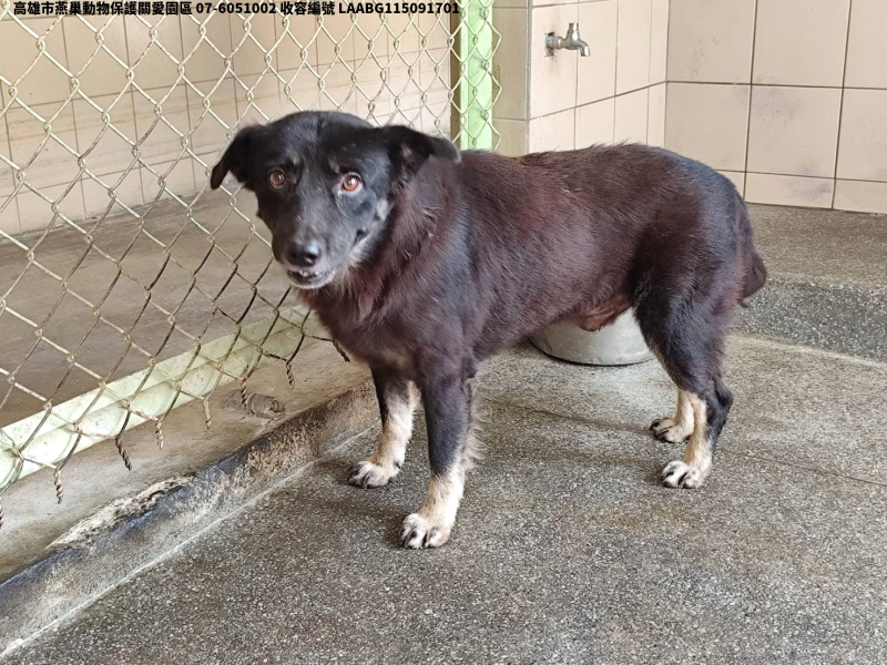 領養大型黑色公犬