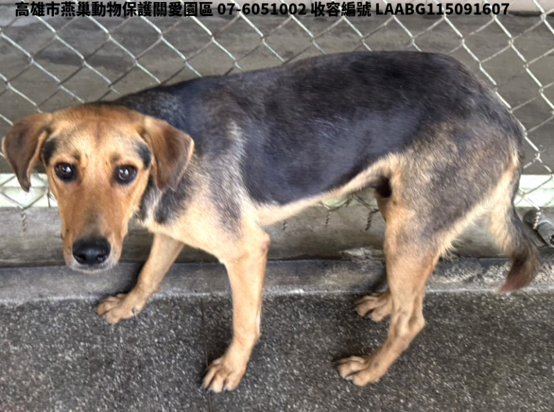 領養大型黑色公犬