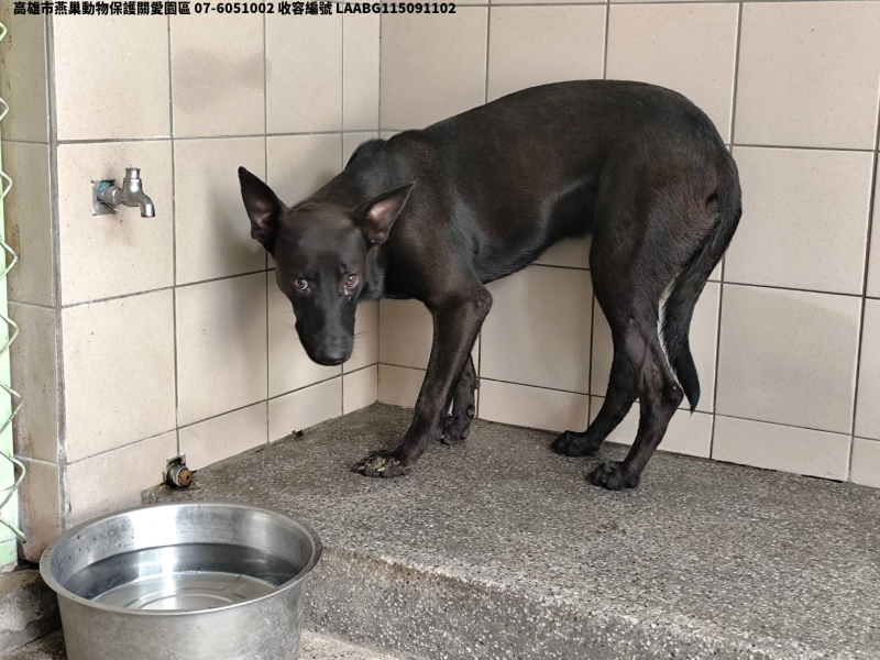 領養大型黑色公犬
