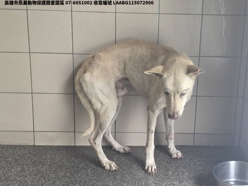 領養大型黃色公犬