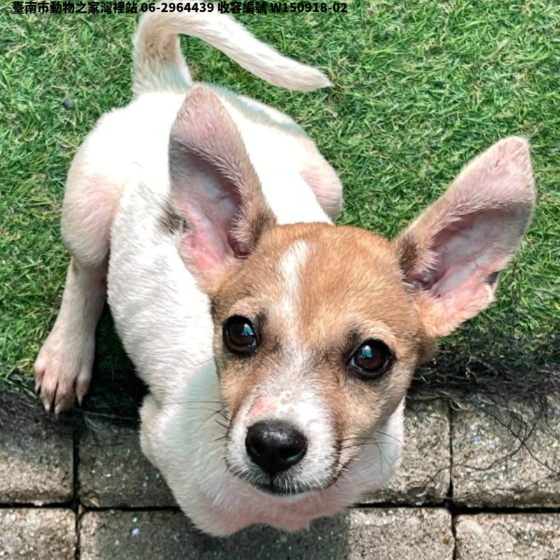 領養小型棕白色母犬