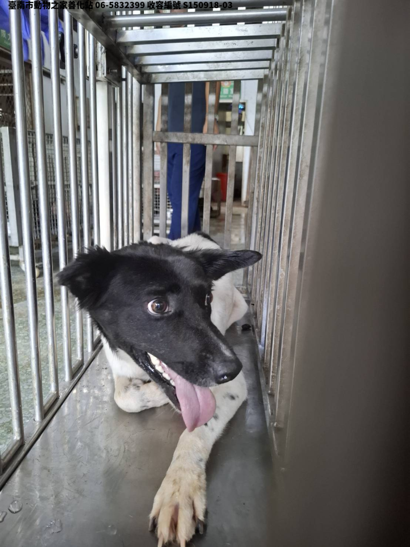 領養中型黑白色公犬