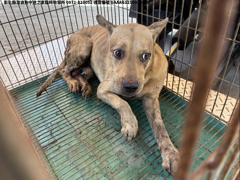 領養中型黃色公犬
