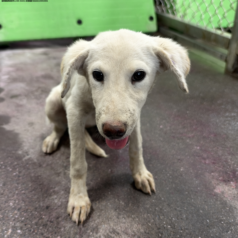 領養小型白色母犬