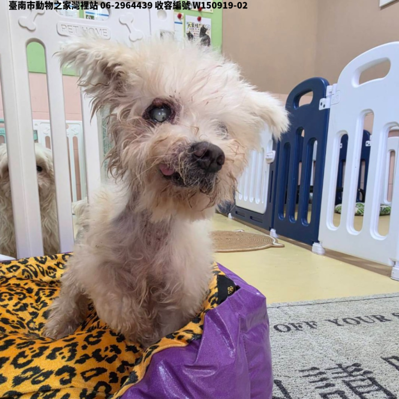 領養中型白色公犬
