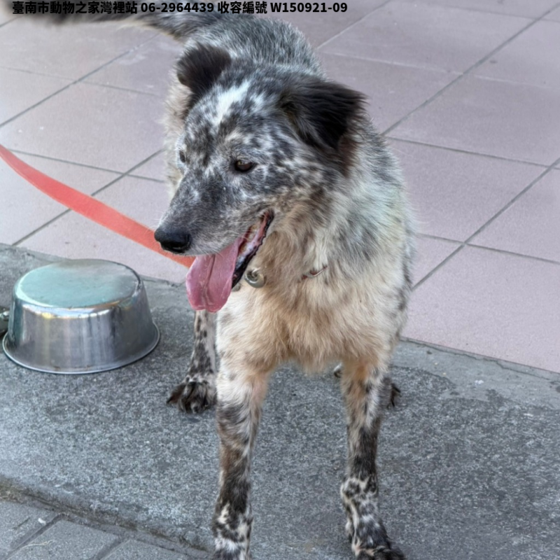 領養中型黑白色公犬