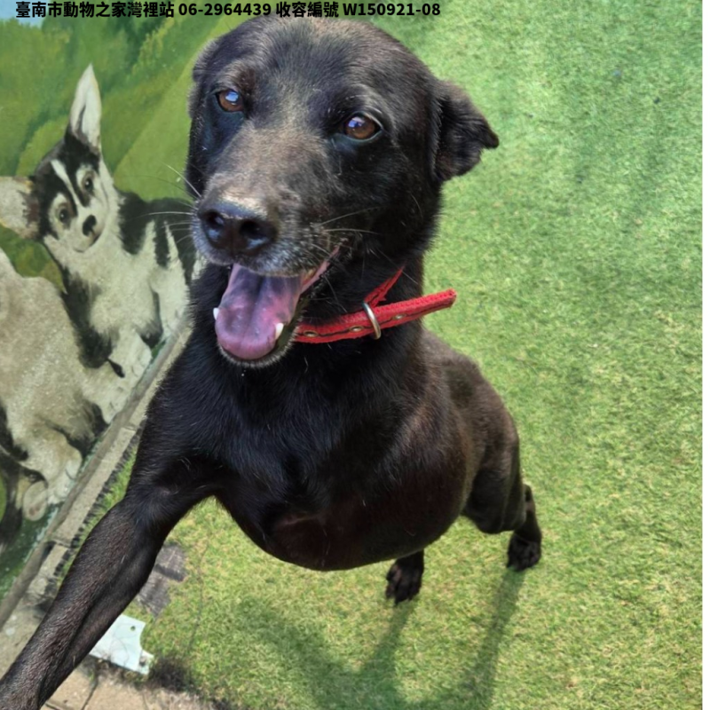 領養中型黑色公犬