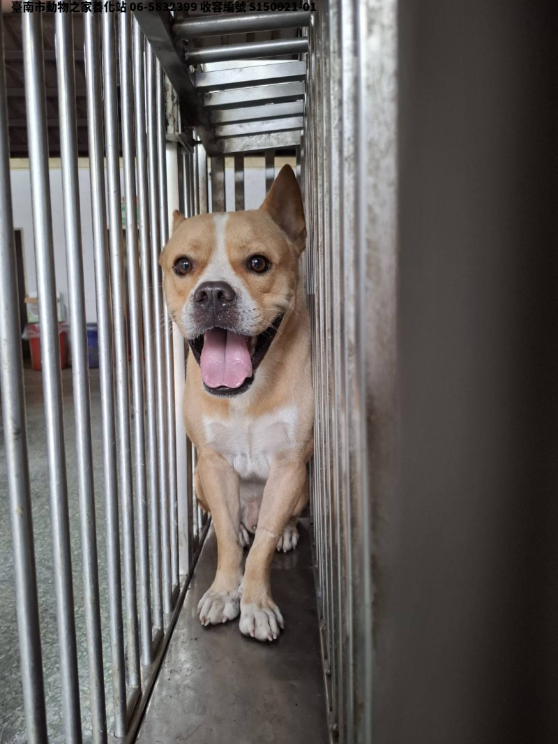 領養中型米色公犬