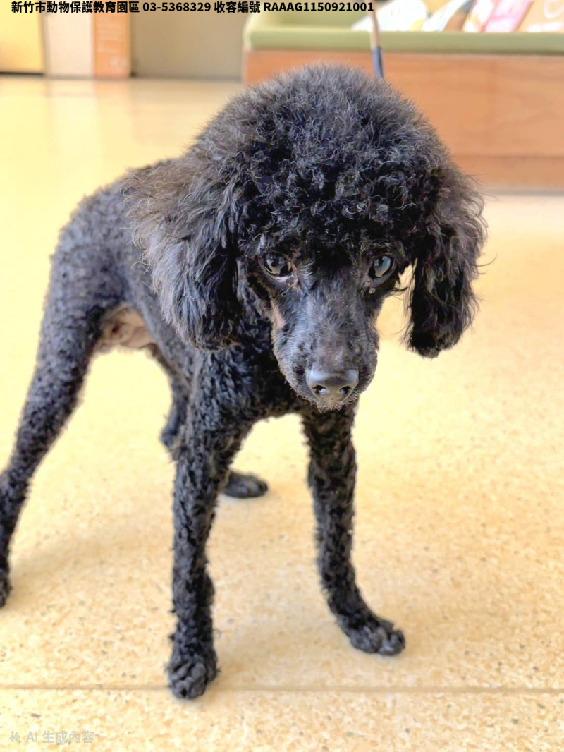 領養小型黑色母犬