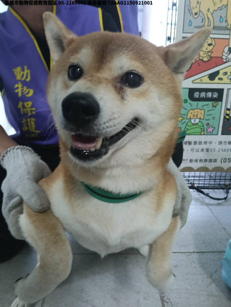 領養中型黃白色公犬