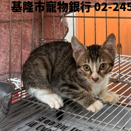 領養小型虎斑白色公貓