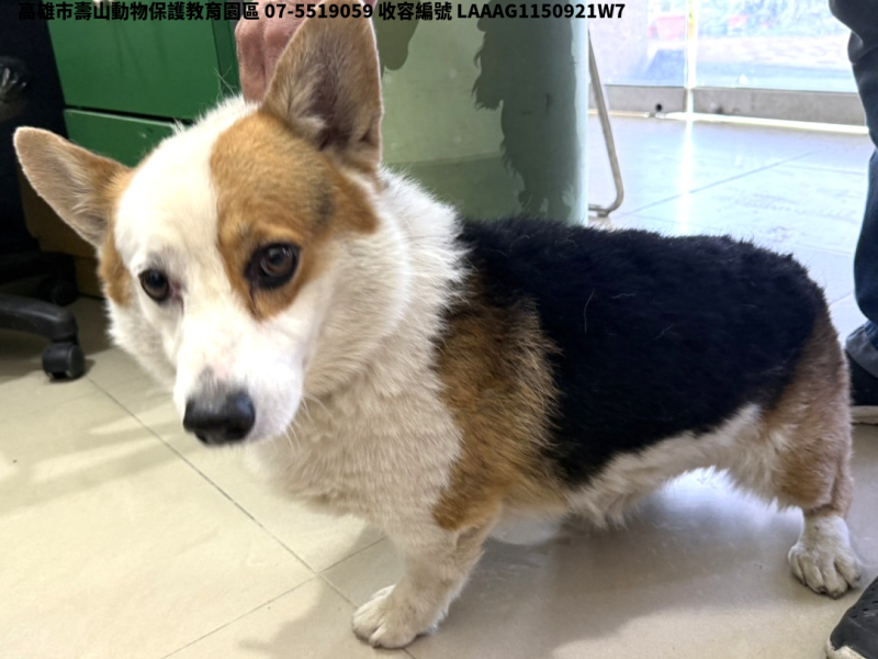 領養中型花色公犬