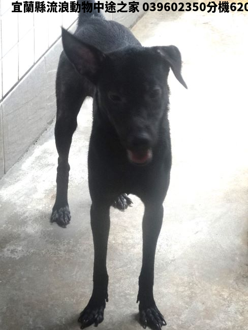 領養大型黑色母犬