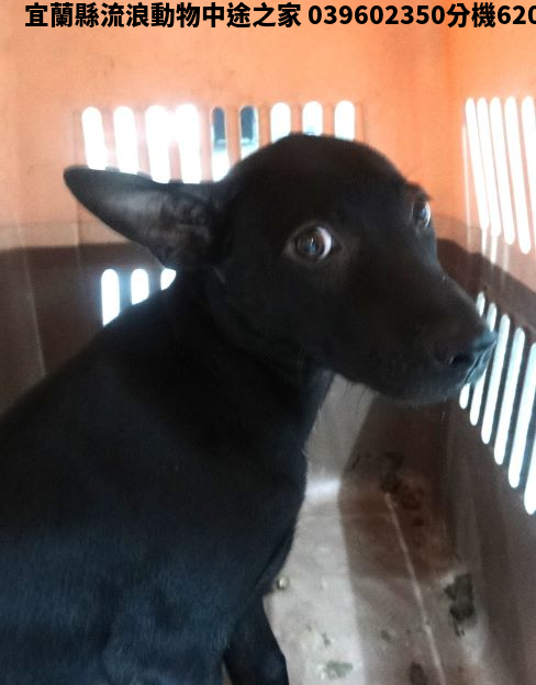 領養大型黑色母犬