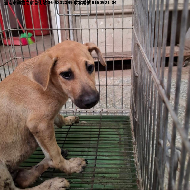 領養中型黃色公犬