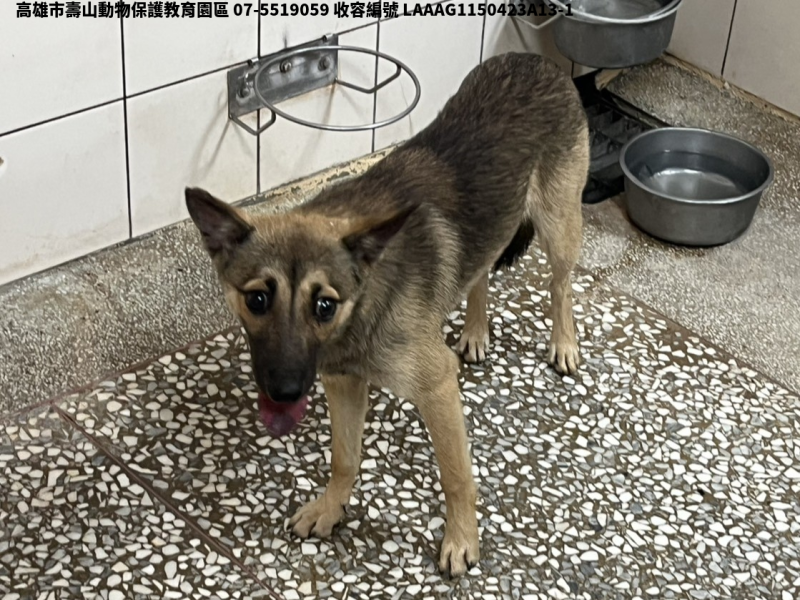 領養中型灰色母犬