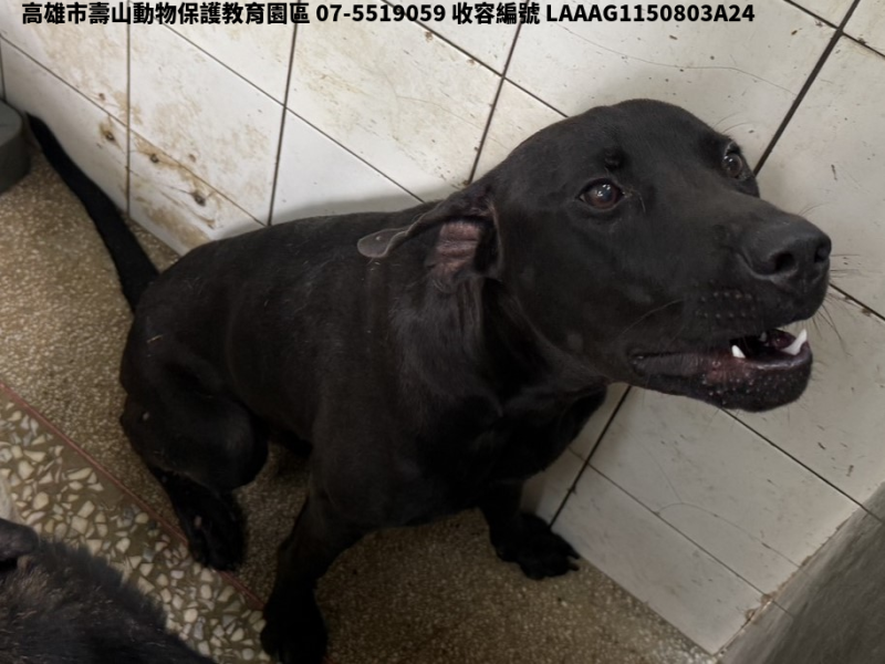 領養大型黑色公犬