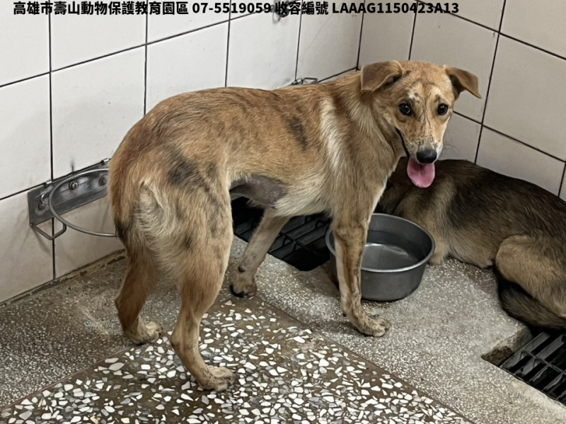 領養中型黃色母犬