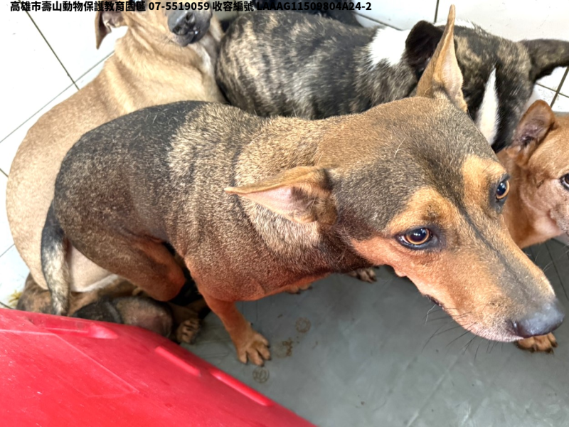 領養大型棕色公犬