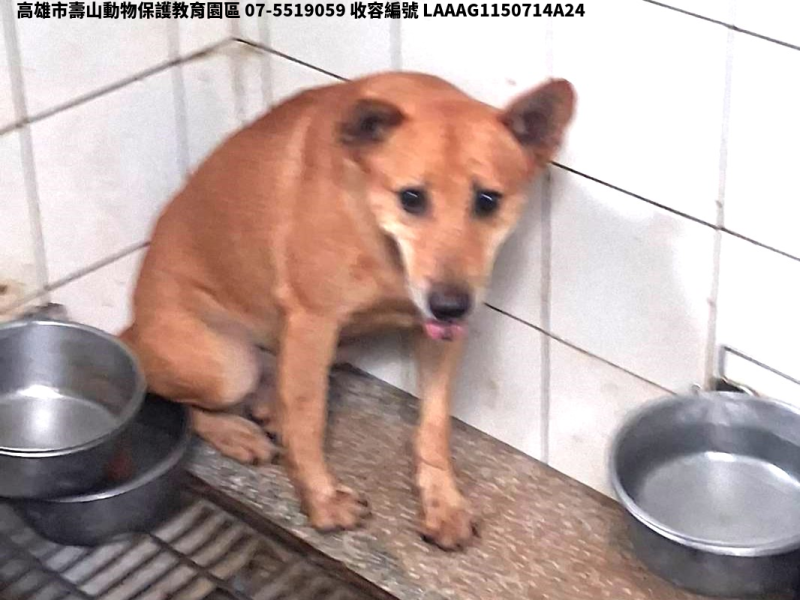 領養中型黑色公犬